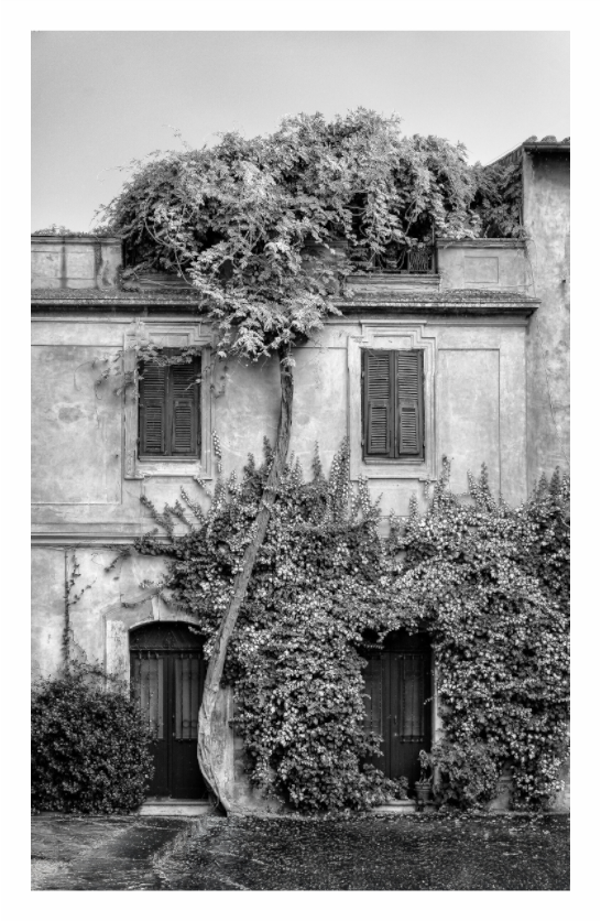 Town House print, 90 × 143.4 cm with white border — ivy-covered town house facade with shuttered windows, Lazio, Italy, black and white architecture photography by Tom Parsons