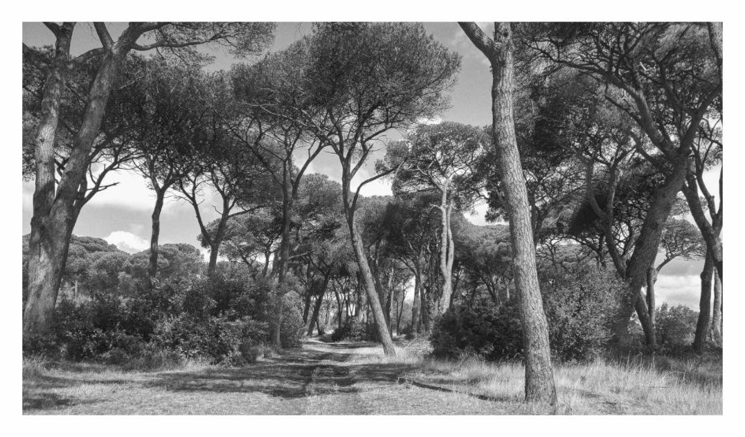 Pine Trees print, 160 × 90 cm with white border — a path winding through umbrella pines in the countryside outside Rome, black and white landscape photography by Tom Parsons