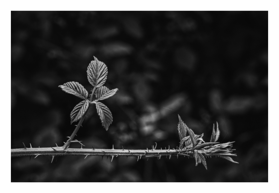 Bramble print, 120 × 80 cm with white border — thorned bramble stem with leaves against a dark woodland background, black and white botanical nature photography by Tom Parsons