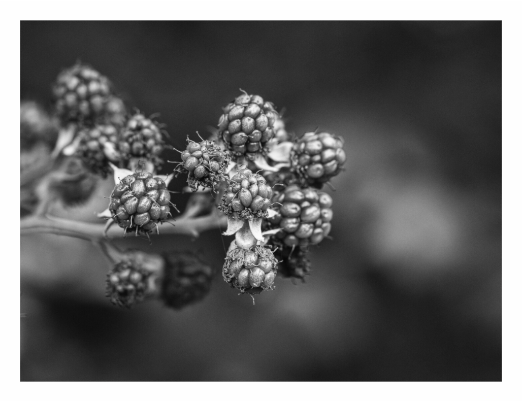 Blackberry print, 120 × 90 cm with white border — close-up of ripening blackberries on the bramble, black and white botanical nature photography by Tom Parsons