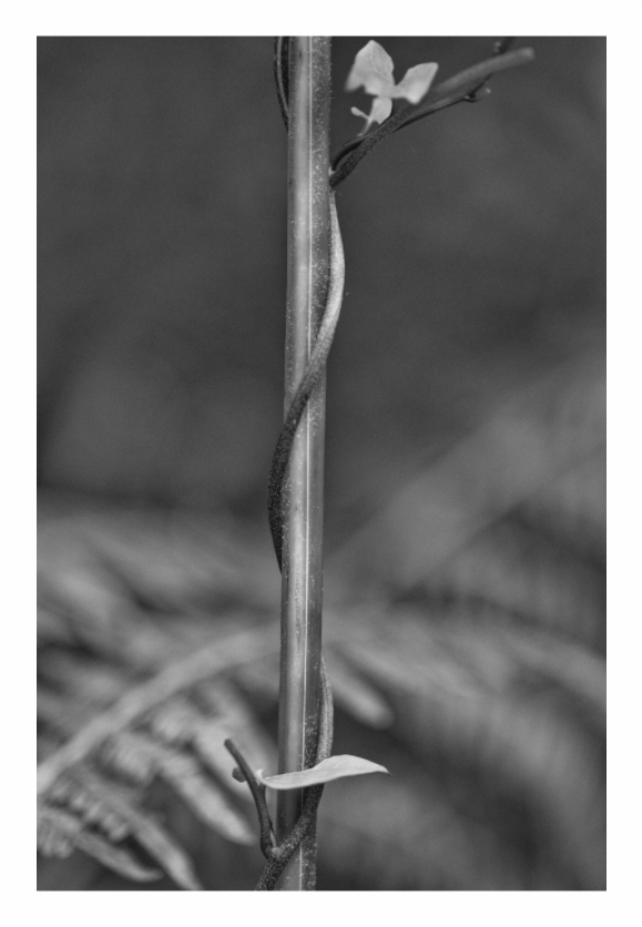 Vine print, 80 × 120 cm with white border — close-up of a climbing vine against woodland ferns, black and white botanical nature photography by Tom Parsons