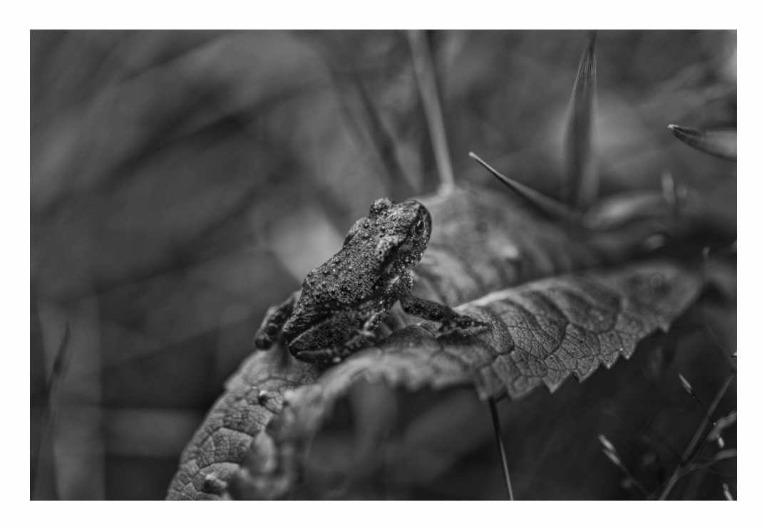Frog print, 120 × 80 cm with white border — a frog camouflaged on a leaf by a pond, black and white wildlife nature photography by Tom Parsons